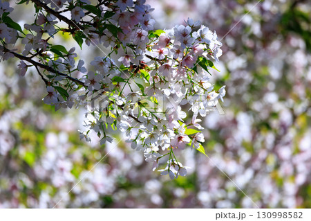 出会いと別れを彩る日本の花　サクラ 130998582