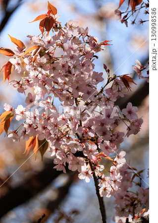 出会いと別れを彩る日本の花 サクラ 出会いと別れを彩る日本の花 サクラ 130998586