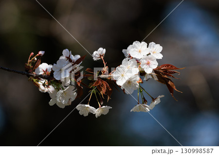 出会いと別れを彩る日本の花 サクラ 出会いと別れを彩る日本の花 サクラ 130998587