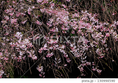 出会いと別れを彩る日本の花　サクラ 130998590
