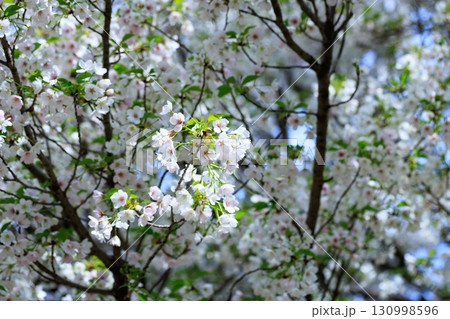 出会いと別れを彩る日本の花　サクラ 130998596