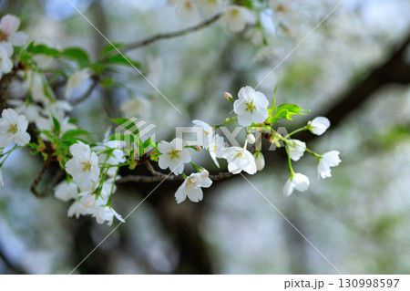 出会いと別れを彩る日本の花　サクラ 130998597