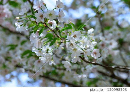 出会いと別れを彩る日本の花　サクラ 130998598