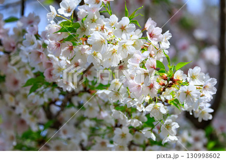 出会いと別れを彩る日本の花　サクラ 130998602
