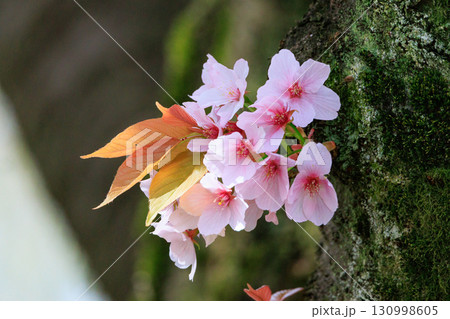 出会いと別れを彩る日本の花 サクラ 出会いと別れを彩る日本の花 サクラ 130998605