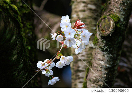 出会いと別れを彩る日本の花　サクラ 130998606