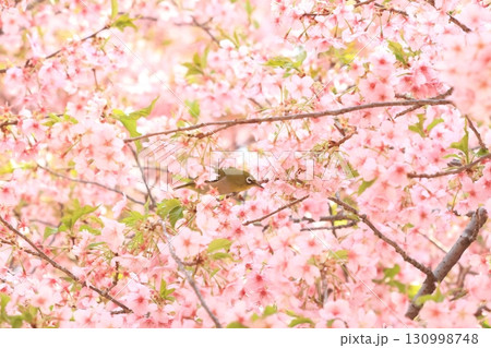 伊勢崎市未来公園　河津桜　メジロ 130998748