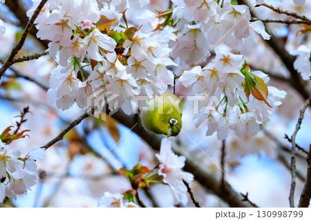 サクラとウグイスと間違われる緑色の体と白い眼鏡が特徴の鳥メジロ サクラとウグイスと間違われる緑色の体と白い眼鏡が特徴の鳥メジロ 130998799