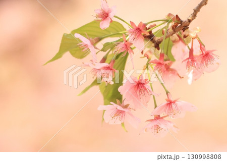 伊勢崎市未来公園 河津桜 伊勢崎市未来公園 河津桜 130998808