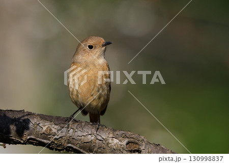 ジョビコの愛称で可愛らしい仕草が愛される冬鳥の ジョウビタキの雌 ジョビコの愛称で可愛らしい仕草が愛される冬鳥の ジョウビタキの雌 130998837