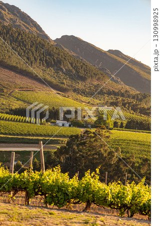 Wine region Stellenbosch, South Africa. vine grapes rows, vineyard landscape at sunset 130998925
