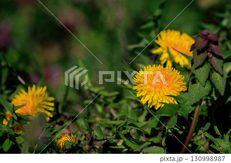春の野草として身近な存在の黄色いタンポポ 130998987