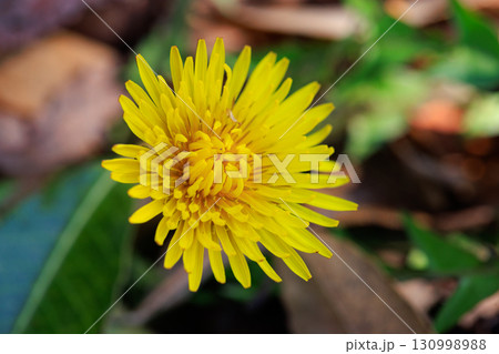 春の野草として身近な存在の黄色いタンポポ 130998988