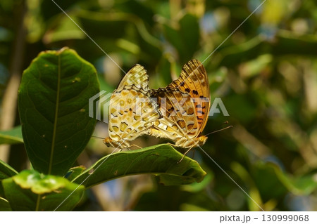 ツマグロヒョウモンの交尾 ツマグロヒョウモンの交尾 130999068