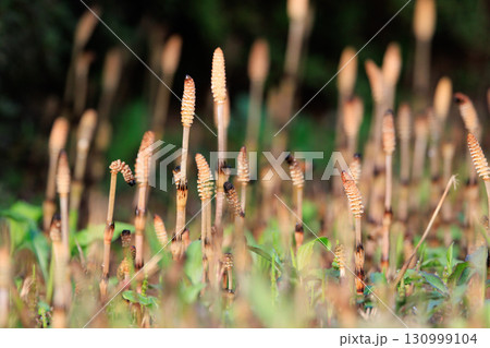 春の代名詞スギナの子のツクシ 春の代名詞スギナの子のツクシ 130999104