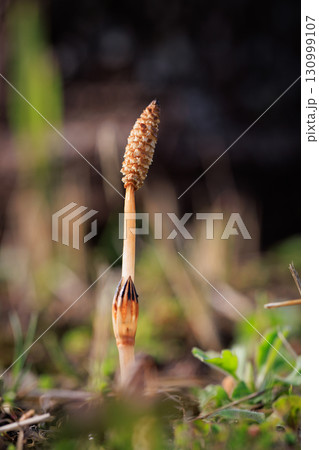 春の代名詞スギナの子のツクシ 130999107