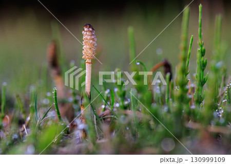 春の代名詞スギナの子のツクシ 春の代名詞スギナの子のツクシ 130999109
