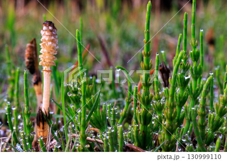 春の代名詞スギナの子のツクシ 130999110