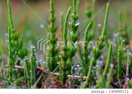 春の代名詞スギナの子のツクシ 130999111