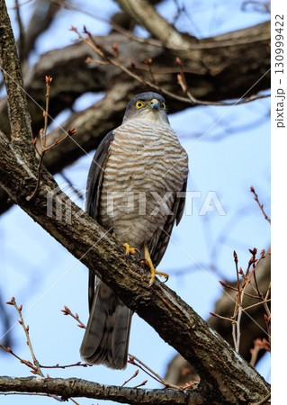 近年は都会にも進出する鷹狩りにも使われた小型の猛禽類　ツミ 130999422