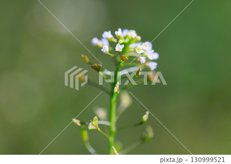春の七草の一つ　ナズナ 130999521