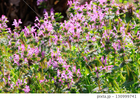 春の七草の一つホトケノザ（オニタビラコ）とは異なるホトケノザ 130999741