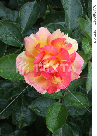 冠山総合公園のバラ 130999770