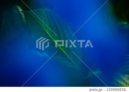 涸沼自然公園の紫陽花 茨城県茨城町 涸沼自然公園の紫陽花 茨城県茨城町 130999838