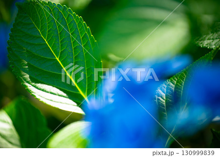 涸沼自然公園の紫陽花 茨城県茨城町 涸沼自然公園の紫陽花 茨城県茨城町 130999839