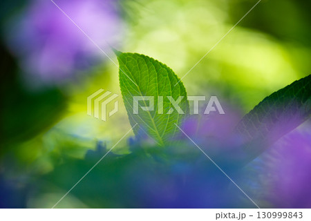 涸沼自然公園の紫陽花　茨城県茨城町 130999843