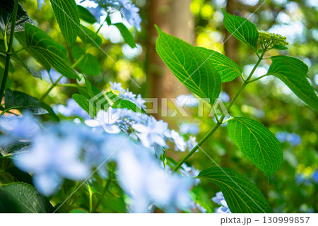 涸沼自然公園の紫陽花　茨城県茨城町 130999857
