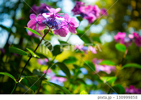 涸沼自然公園の紫陽花　茨城県茨城町 130999858