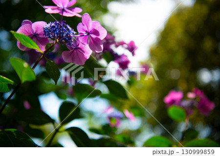 涸沼自然公園の紫陽花　茨城県茨城町 130999859