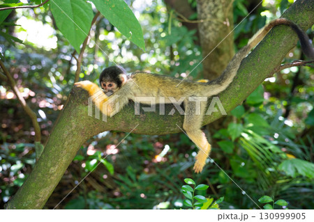 石垣やいま村 リスザルの森 石垣やいま村 リスザルの森 130999905
