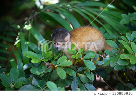 石垣やいま村　リスザルの森 130999910