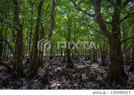 石垣やいま村のマングローブ 石垣やいま村のマングローブ 130999923