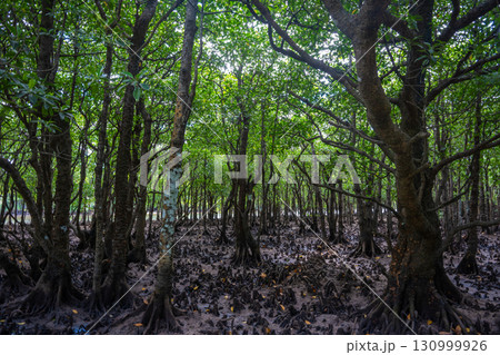 石垣やいま村のマングローブ 石垣やいま村のマングローブ 130999926