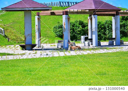 稚内市街地に生息する野生のエゾシカ 131000540