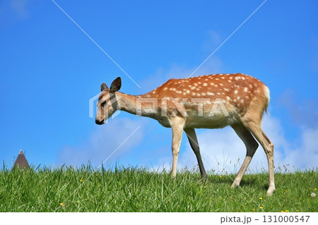 エゾシカ 131000547