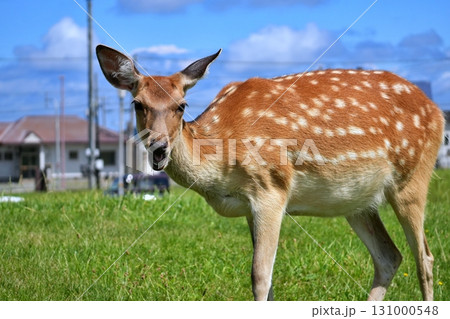 稚内市街地に生息する野生のエゾシカ 稚内市街地に生息する野生のエゾシカ 131000548