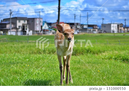 稚内市街地に生息する野生のエゾシカ 131000550