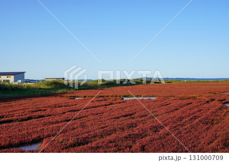 日本一サンゴ草群落地・網走国定公園 131000709
