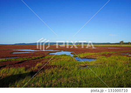 日本一サンゴ草群落地・網走国定公園 131000710