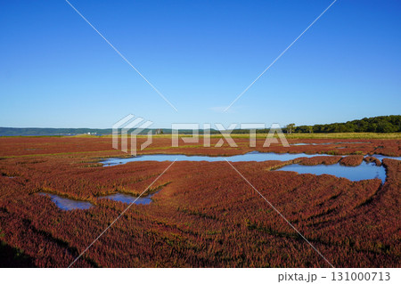 日本一サンゴ草群落地・網走国定公園 131000713
