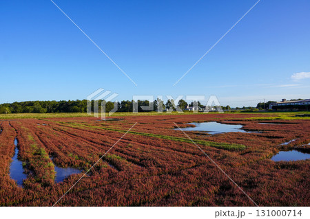日本一サンゴ草群落地・網走国定公園 131000714
