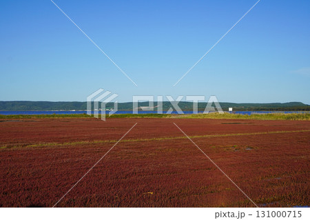 日本一サンゴ草群落地・網走国定公園 日本一サンゴ草群落地・網走国定公園 131000715