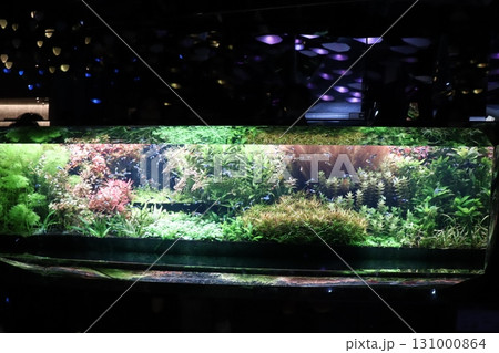 水中に広がる静寂の庭 — 光と植物が織りなすアクアスケープ 131000864