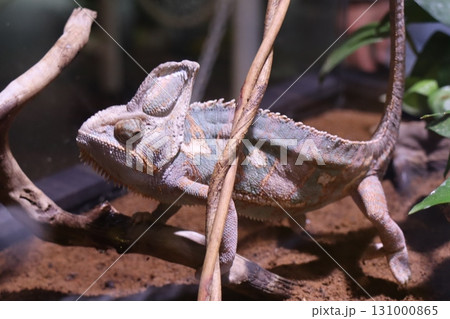 静かなる変化 — 枝に佇むカメレオンの色彩と存在感 131000865