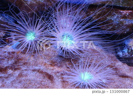 深海の舞 — 光に揺れるイソギンチャクの幻想 131000867