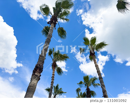 Palm tree over blue sky background concept. Beautiful palm tree leaves with blue sky. Palm leaves in the wind Palm tree over blue sky background concept. Beautiful palm tree leaves with blue sky. Palm leaves in the wind 131001092